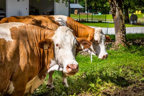 two brown and white cows standing in the grass at Biohof Untergrabenbauer in Lidaun