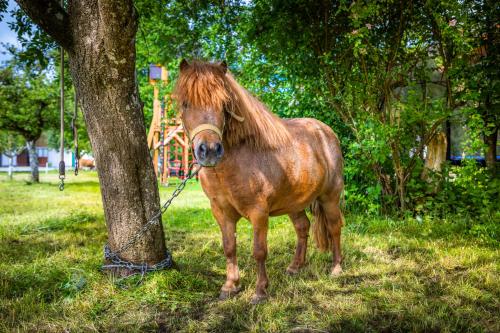 a brown horse tied to a tree in a field at Biohof Untergrabenbauer in Lidaun