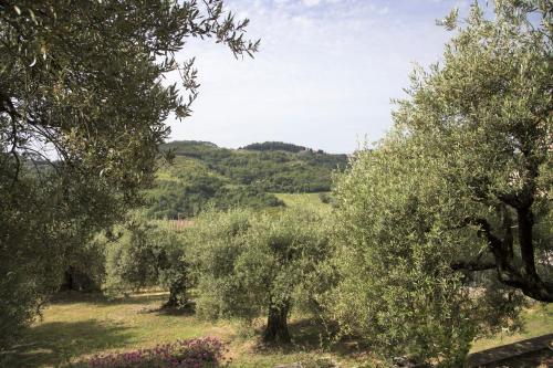 una fila de olivos en un campo en Casa Mia -Per Sentirti a Casa Tua - Giardino, Parcheggio e Jacuzzi, en Perugia