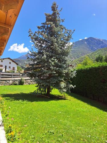 a tree in a yard with a green field at La maison de Chantal in Fenis