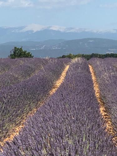 an overhead view of a lavender field with mountains in the background at Provence Luberon Bonnieux location gite chez Marcelle in Bonnieux