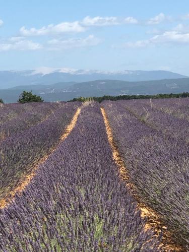an overhead view of a lavender field at Provence Luberon Bonnieux Location Gite Chez Basile in Bonnieux