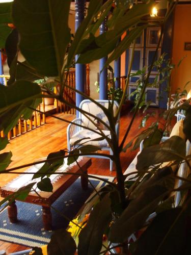 a plant in a room with a wooden floor at Hotel Posada del Angel in Cuenca