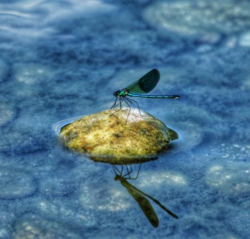 a dragonfly sitting on a rock in the water at Agriturismo Helianthus in Oleggio