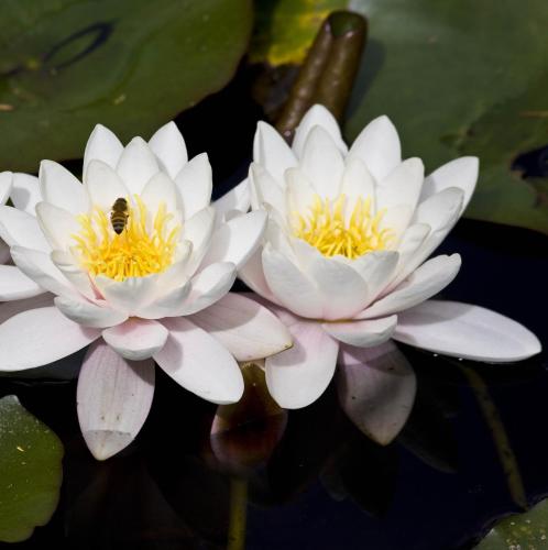 two white water lilies with a bee on them at Rapaura Watergardens in Tapu