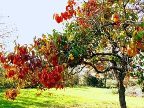 Jardín al aire libre en Casale Campecora