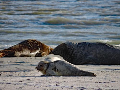 three seals laying on the beach near the water at Hotel Dichtbijzee in Oosterend