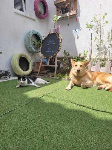 a cat and a dog laying on the grass at Can Cocollona in Girona