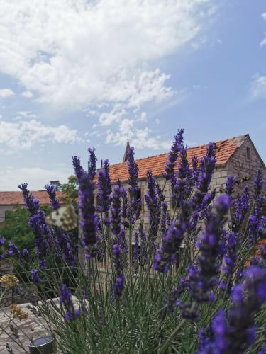 a bunch of purple flowers in front of a building at Apartmani Tripalo in Imotski