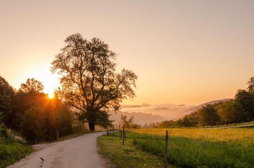 a dirt road with a tree and the sunset in the background at Apartments with Private Saunas & WELLNESS Gobi in Podčetrtek