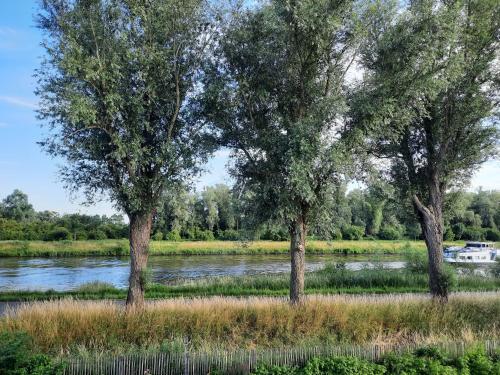three trees in a field next to a river at B&B Scheldekant in Oudenaarde