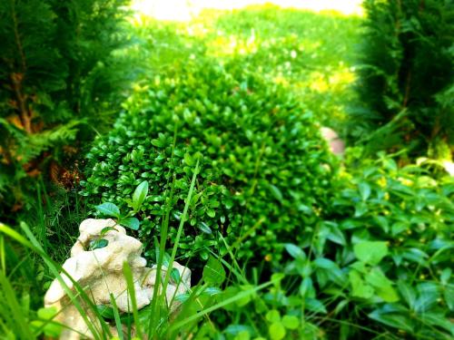 a green bush with a teddy bear in the grass at Mystically Wood House in The Forest in Cîrjari