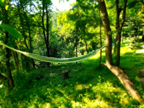 a hammock in the middle of a forest at Mystically Wood House in The Forest in Cîrjari