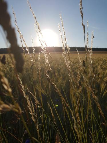 a field of tall grass with the sun in the background at Vakantieappartement Achat Duitsland in Wirschweiler