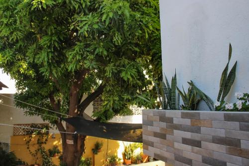 a tree in front of a building with plants at Momoluu's house in Santa Marta