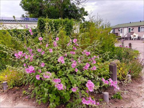 a bush of pink flowers in a garden at chalet 22 in Sint Annaland