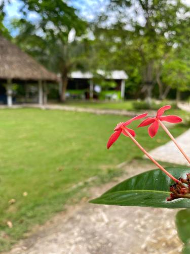 Gallery image of Eco Hotel Bosque Encantado in Isla Grande