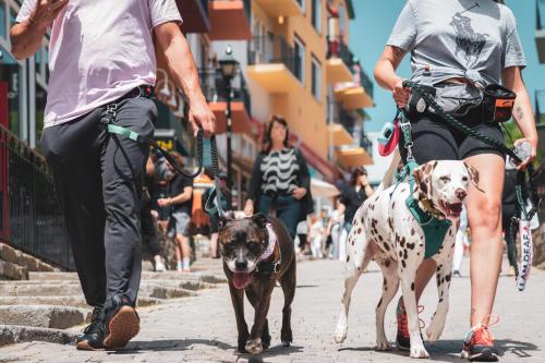 Haiwan peliharaan atau haiwan-haiwan peliharaan yang menginap dengan tetamu di Chouette Tremblant Ski Inout Pedestrian Village
