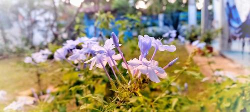 a group of purple flowers in a garden at Casinha do Bem-Viver na Vila de Itaúnas in Itaúnas