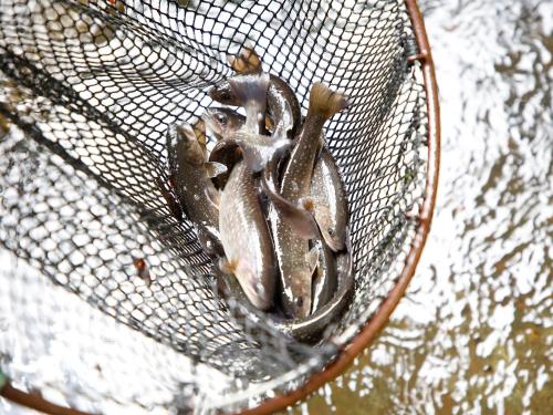 a group of baby frogs in a net at Oyado Fubuki in Nozawa Onsen