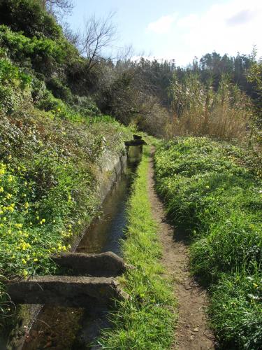 a dirt path on a hill with grass and flowers at Apartment Palma Madeira wandern und tauchen in Caniço