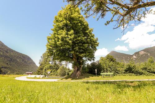 a tree in the middle of a park with a bench at Ferienwohnungen beim Silbergersee in Oberaudorf