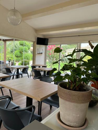 un restaurant avec des tables et des chaises et une plante en pot dans l'établissement Les Jardins De Santa Giulia - Charmante chambre dhte 2, à Porto-Vecchio