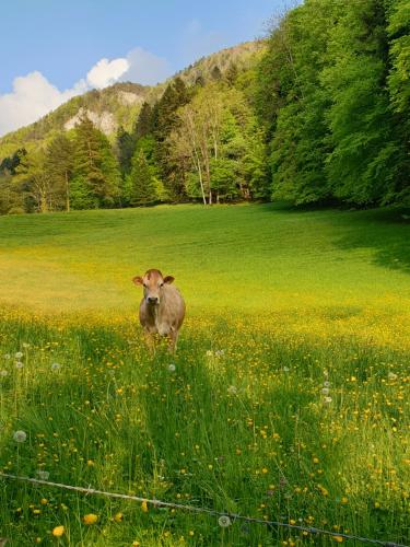 a brown cow standing in a field of grass at Agréable chambre d'hôtes, au calme, dans la nature in Roches