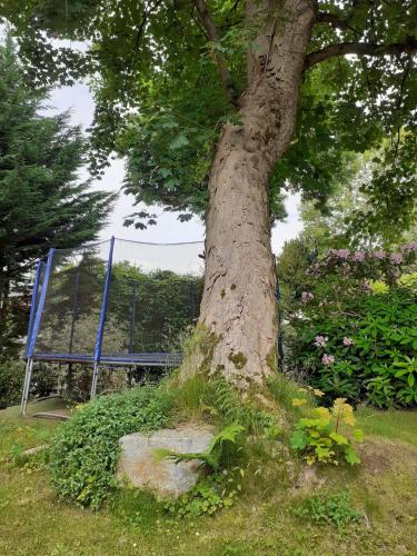 a tree in the grass next to a blue object at Manoir de l'As de Trèfle in Isneauville