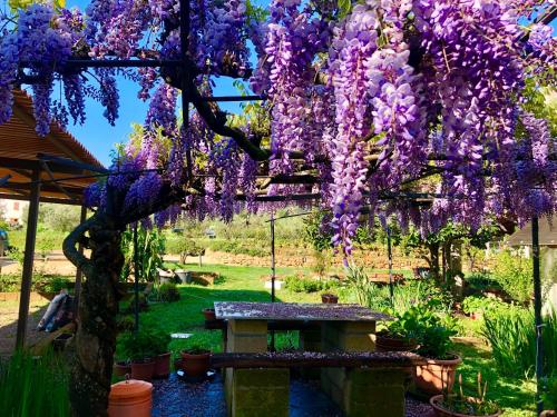 a wisteria tree hanging over a bench in a garden at Agriturismo Montefabbrello in Magazzini