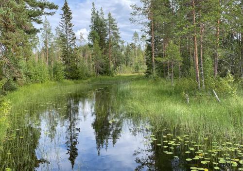 a pond in a forest with trees and water lilies at HusHotellHunge AB in Bräcke