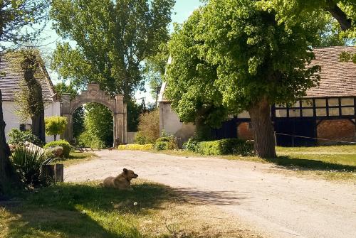 a dog laying in the grass under a tree at Studniska Country Estate in Studniska