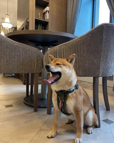 a dog sitting on the floor under a chair at CALVARY Hotel & Restaurant Vilnius in Vilnius