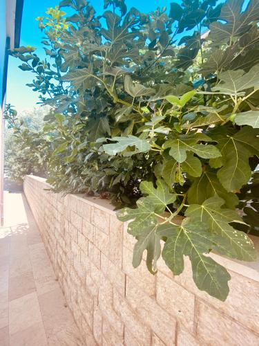 Zahrada ubytování Hotel Buenavista Beach House Trogir
