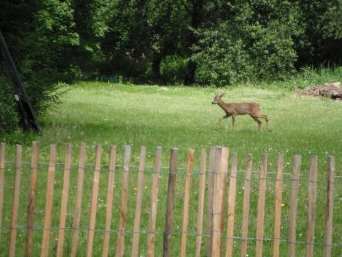 a deer walking in a field behind a fence at Le Brame - Chambres d'Hôtes in Avilly-Saint-Léonard