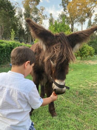 a young boy petting a donkey in a field at Quintinha Silvestre in Tondela