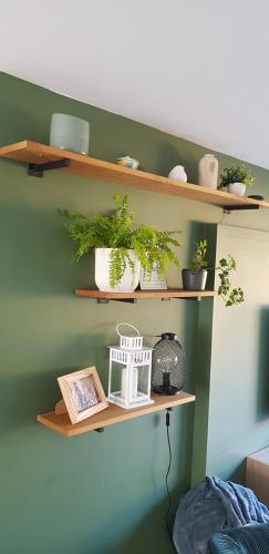 une étagère avec des plantes en pot sur un mur vert dans l'établissement Chambre Le mans avec salle de bain privée, au Mans