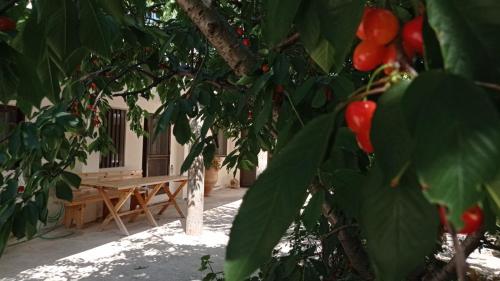a tree with red fruits in front of a bench at VillaTzer - Traditional house with fireplace and garden in Tzermiádon