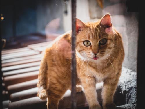 an orange cat is looking at the camera at Girastrittue Colobraro in Colobraro