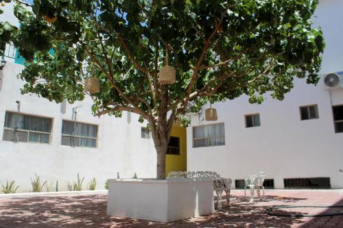 un arbre devant un bâtiment blanc dans l'établissement Hotel Casa Hidalgo, à Torreón