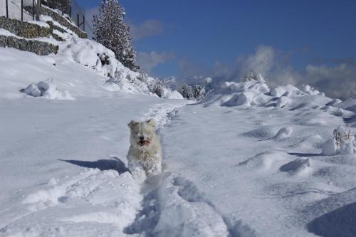 a white dog is standing in the snow at Cabañas Chesa Engadina in San Carlos de Bariloche