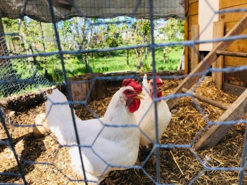 Kids Paradise! Chickens, Pool, Trampoline