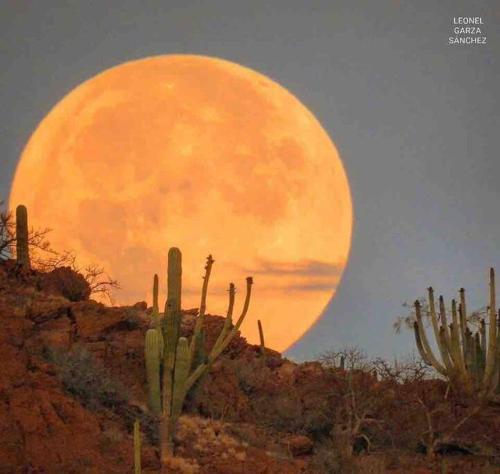 a full moon rising over a desert with cactuses at Casa Totalmente Equipada en Playa Algodones in San Carlos