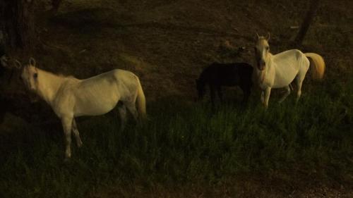 three horses standing in a field of grass at The Magic Mountain in Tsapournia