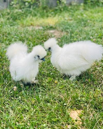 two white chickens are standing in the grass at GreenValleyGlamping in Šešče pri Preboldu