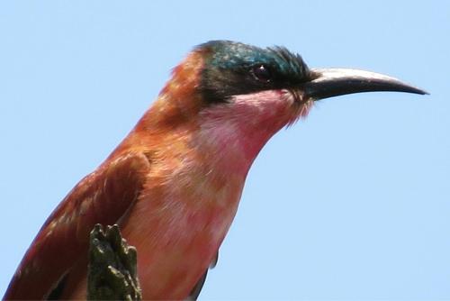 a bird with a long beak sitting on a branch at Crocodile Bridge Safari Lodge in Komatipoort