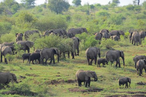 a herd of elephants standing in a field at Crocodile Bridge Safari Lodge in Komatipoort