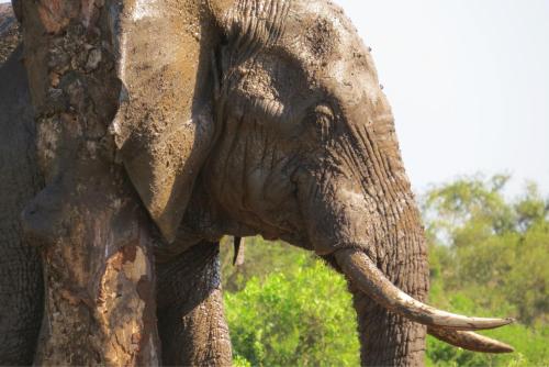 a close up of an elephant with tusks at Crocodile Bridge Safari Lodge in Komatipoort