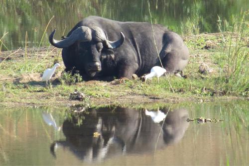 a buffalo laying in the grass next to a body of water at Crocodile Bridge Safari Lodge in Komatipoort