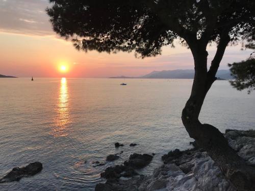 uma árvore sentada ao lado da água com um pôr-do-sol em Apartments Kralj Ana em Cavtat